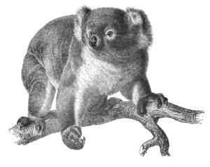 koala bw free clipart