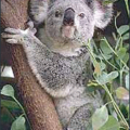 koala free clipart