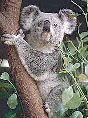 koala free clipart