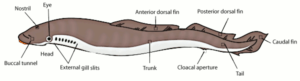 lamprey eel illustration free clipart