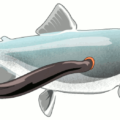 lamprey eel on fish free clipart