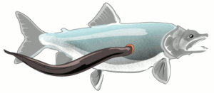 lamprey eel on fish free clipart