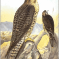 lanner falcon free clipart