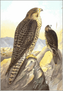 lanner falcon free clipart