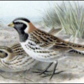 lapland bunting free clipart