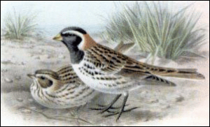 lapland bunting free clipart