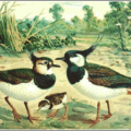 lapwing free clipart