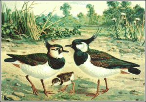 lapwing free clipart