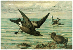 leachs petrel free clipart