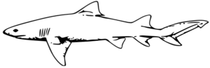 lemon shark free clipart