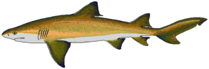 lemon shark free clipart