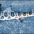 leopard shark free clipart