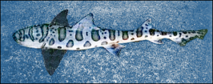 leopard shark free clipart