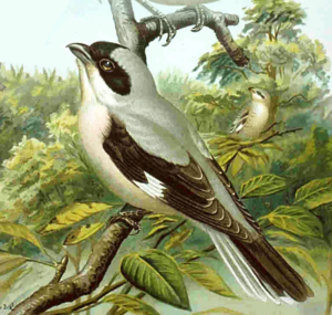 lesser grey shrike free clipart