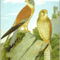 lesser kestrel free clipart