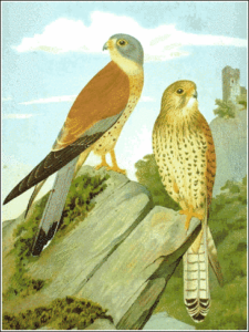 lesser kestrel free clipart