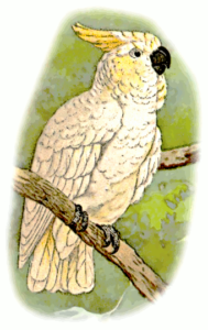 lesser lemon crested cockatoo free clipart