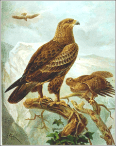 lesser spotted eagle free clipart