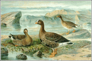 lesser white fronted goose free clipart