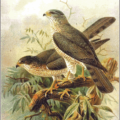 levant sparrowhawk free clipart