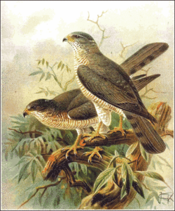 levant sparrowhawk free clipart