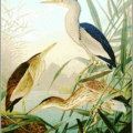 little bittern free clipart