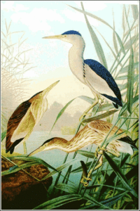 little bittern free clipart