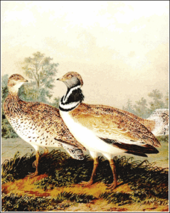 little bustard free clipart