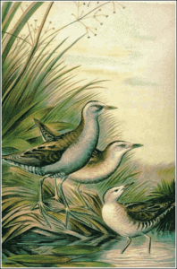 little crake free clipart