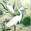 little egret free clipart