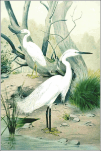 little egret free clipart