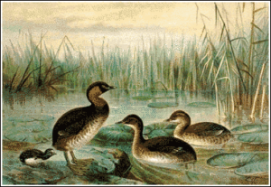 little grebe free clipart