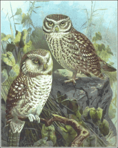 little owl free clipart
