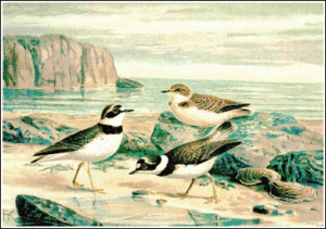 little ringed plover free clipart