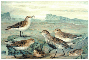 little stint free clipart
