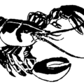 lobster bw free clipart