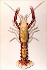 lobster image free clipart