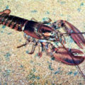 lobster photo free clipart