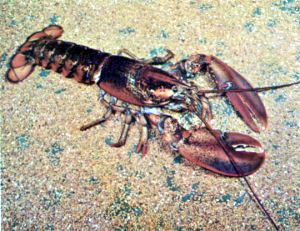 lobster photo free clipart