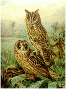 long eared owl free clipart