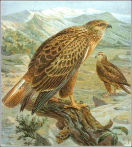 long legged buzzard free clipart