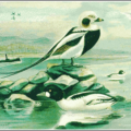 long tailed duck free clipart