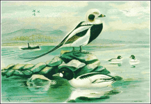 long tailed duck free clipart