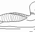 loon free clipart