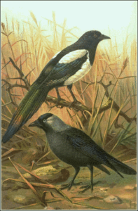 magpie free clipart
