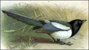 magpie free clipart