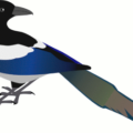 magpie free clipart