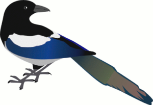 magpie free clipart