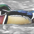 male wood duck free clipart