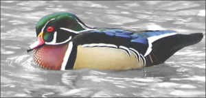 male wood duck free clipart